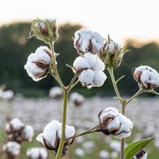 Cotton plant in field